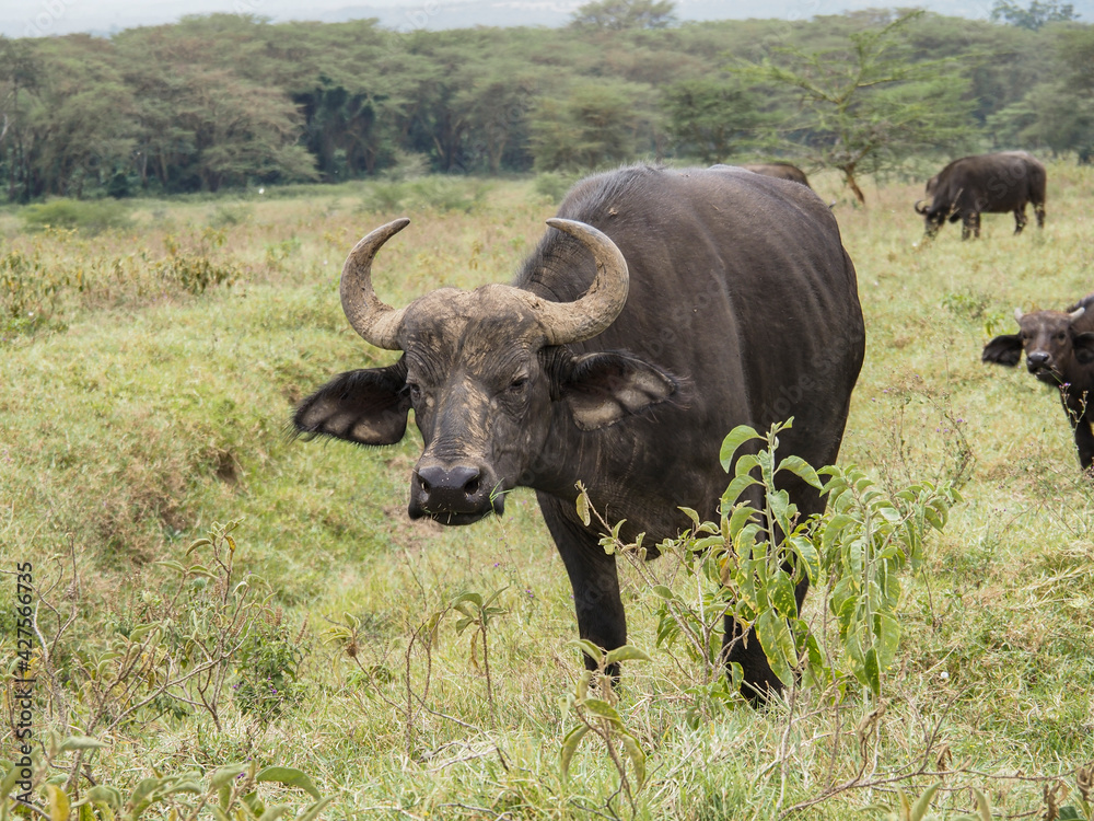 Cape Buffalo grazing on grass at Lake Nakuru National Park, Kenya, Africa Cape Buffalo grazing on grass at Lake Nakuru National Park, Kenya, Africa