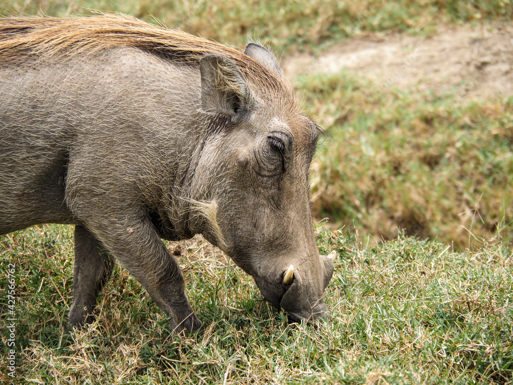 Close up Warthog roaming in Lake Nakuru National Park, Kenya Close up Warthog roaming in Lake Nakuru National Park, Kenya