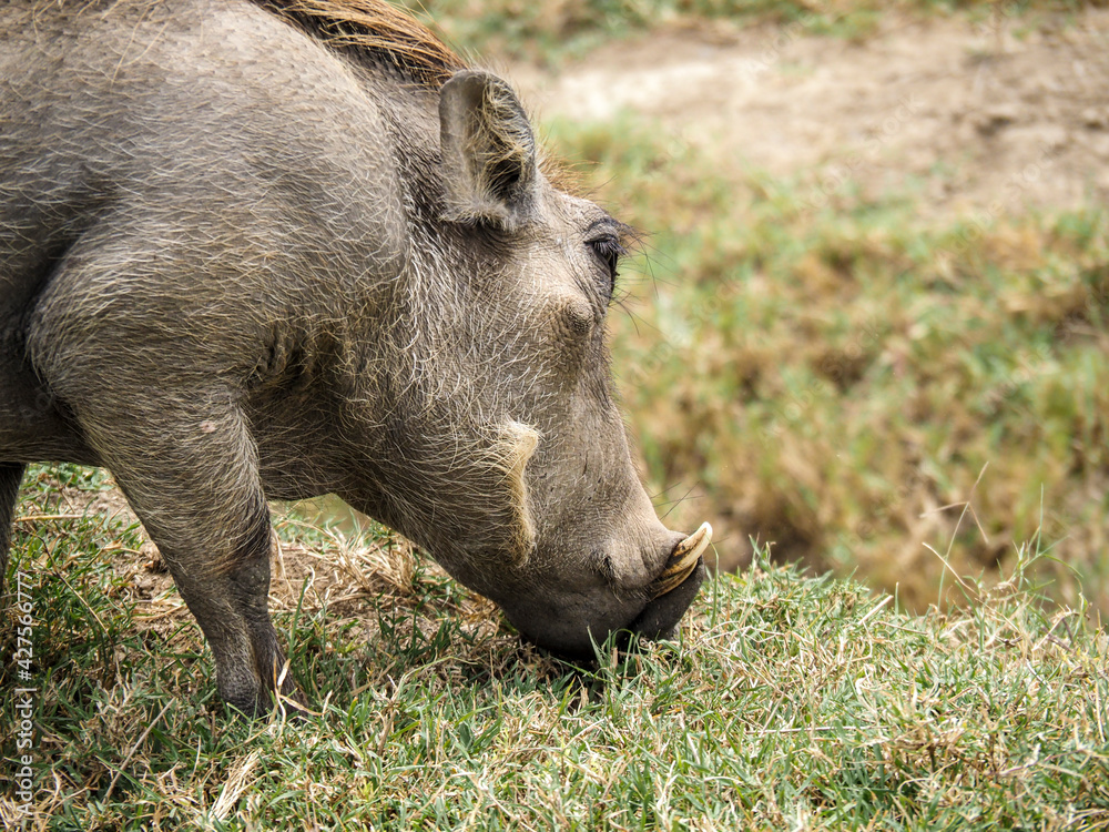 Close up Warthog roaming in Lake Nakuru National Park, Kenya Close up Warthog roaming in Lake Nakuru National Park, Kenya