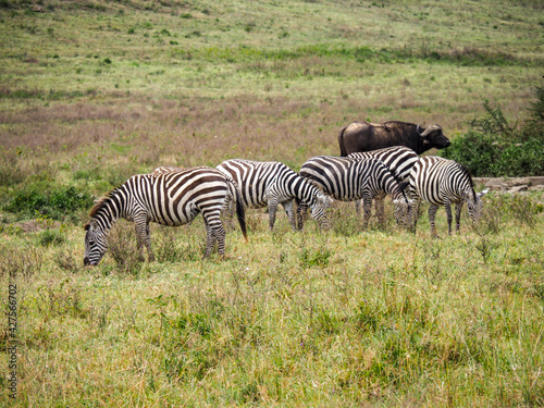 Zebras grazing along the Savannah in Lake Nakuru  Kenya  Africa