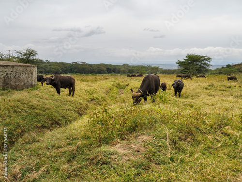 Cape Buffalo grazing on grass at Lake Nakuru National Park, Kenya, Africa