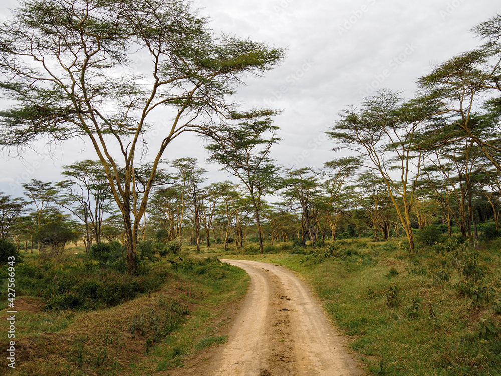 Jeep trail through African Savannah, Lake Nakuru National Park, Kenya, Africa Jeep trail through African Savannah, Lake Nakuru National Park, Kenya, Africa