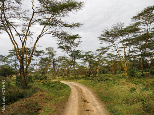 Jeep trail through African Savannah  Lake Nakuru National Park  Kenya  Africa