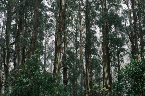 Australian Mountain Ash  Eucalyptus regnans  known variously as mountain ash  swamp gum  or stringy gum  is a species of medium-sized to very tall forest tree that is native to Tasmania and Victoria  