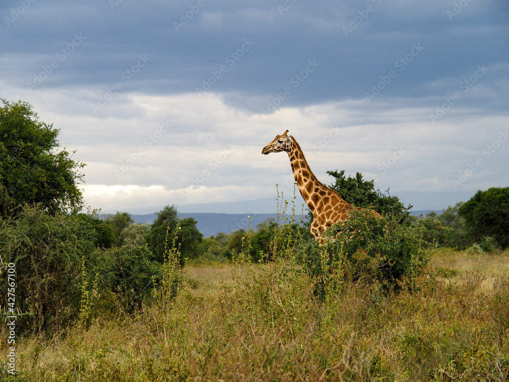 Fototapeta premium Rothschild's Giraffes roaming the african savannah in Lake Nakuru, Kenya, Africa