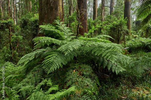 The tree ferns are the ferns that grow with a trunk elevating the fronds above ground level. Most tree ferns are members of the 