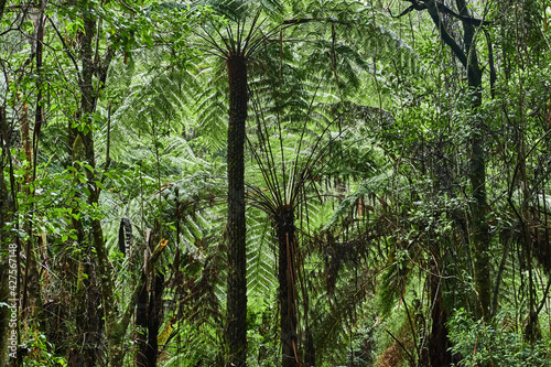 The tree ferns are the ferns that grow with a trunk elevating the fronds above ground level. Most tree ferns are members of the 