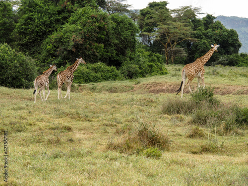 Rothschild's Giraffes roaming the african savannah in Lake Nakuru, Kenya, Africa
