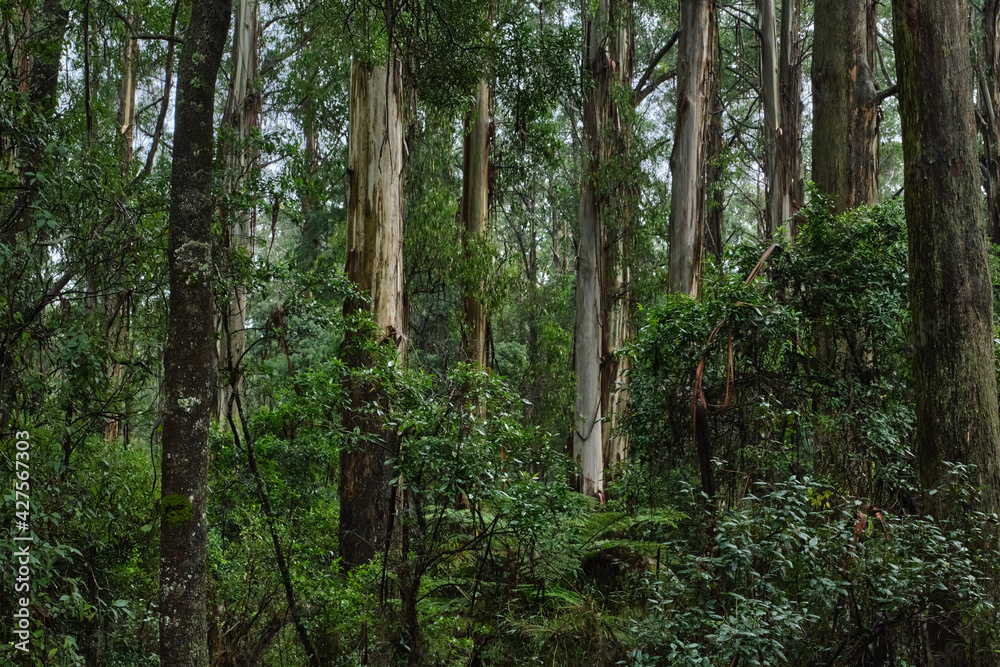 Fototapeta premium Australian Mountain Ash, Eucalyptus regnans, known variously as mountain ash, swamp gum, or stringy gum, is a species of medium-sized to very tall forest tree that is native to Tasmania and Victoria, 