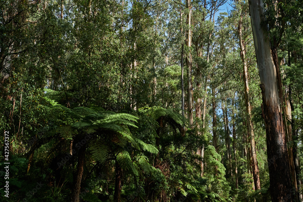 Australian Mountain Ash, Eucalyptus regnans, known variously as mountain ash, swamp gum, or stringy gum, is a species of medium-sized to very tall forest tree that is native to Tasmania and Victoria, Australian Mountain Ash, Eucalyptus regnans, known variously as mountain ash, swamp gum, or stringy gum, is a species of medium-sized to very tall forest tree that is native to Tasmania and Victoria,