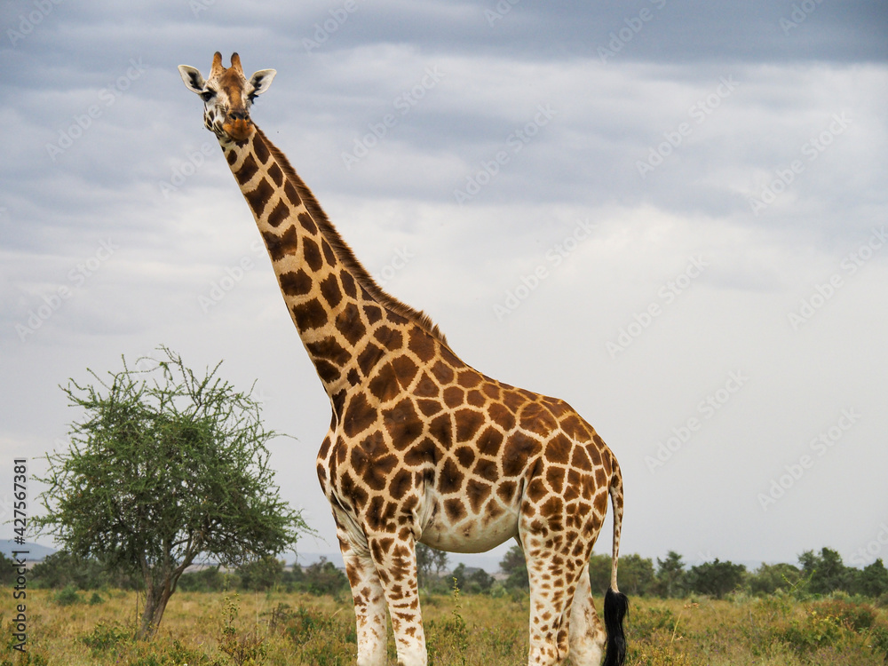Obraz premium Rothschild's Giraffes roaming the african savannah in Lake Nakuru, Kenya, Africa