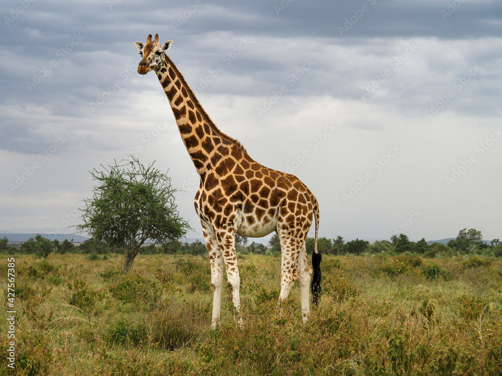 Naklejka premium Rothschild's Giraffes roaming the african savannah in Lake Nakuru, Kenya, Africa