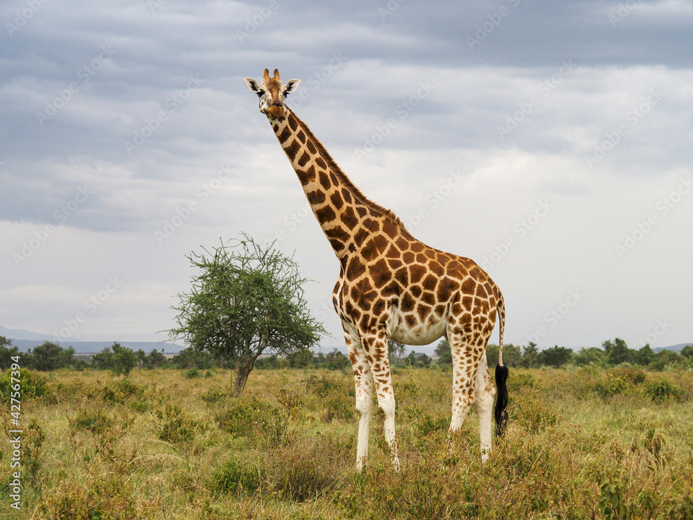 Fototapeta premium Rothschild's Giraffes roaming the african savannah in Lake Nakuru, Kenya, Africa