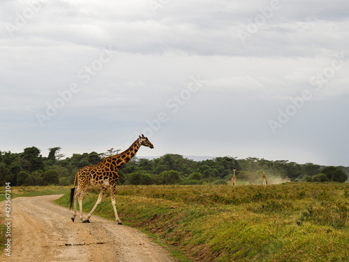 Rothschild's Giraffes roaming the african savannah in Lake Nakuru, Kenya, Africa