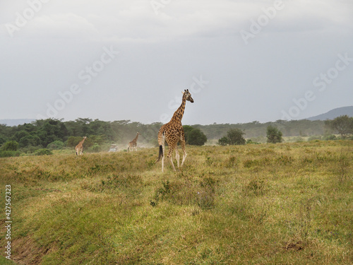 Rothschild s Giraffes roaming the african savannah in Lake Nakuru  Kenya  Africa