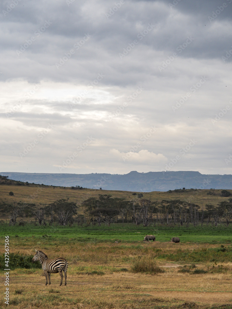 Fototapeta premium Zebra and White Rhinos on the African Savannah, Lake Nakuru National Park, Kenya, Africa