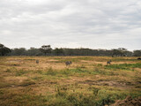 Zebras grazing along the Savannah in Lake Nakuru, Kenya, Africa