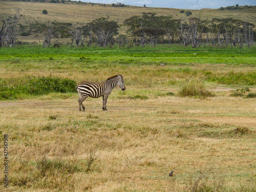 Zebras grazing along the Savannah in Lake Nakuru, Kenya, Africa © Elise