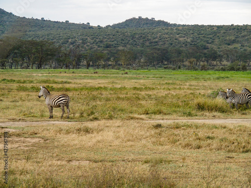 Zebras grazing along the Savannah in Lake Nakuru  Kenya  Africa