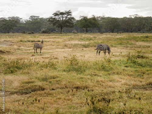 Zebras grazing along the Savannah in Lake Nakuru  Kenya  Africa