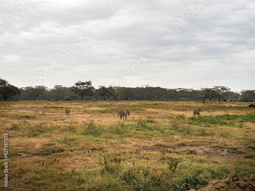 Zebras grazing along the Savannah in Lake Nakuru, Kenya, Africa
