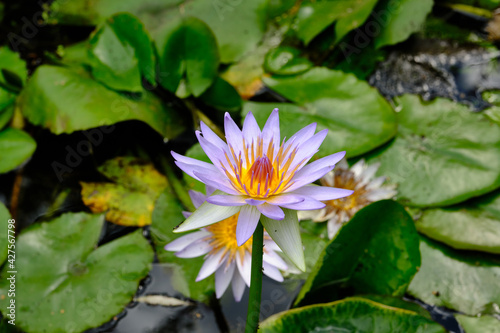 Lotus is a queen of flowers. Its roots are in muddy water, but the plant produces the most beautiful flower. Besides its beauty, the Lotus is known for its symbolic meanings, symbolizing different