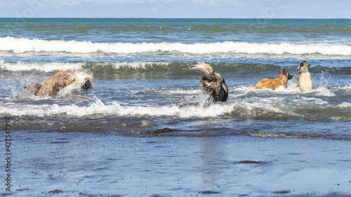 Belgium Shepherd Tervuren and brown bearded collie running and having fun at the beach 