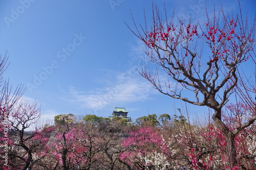 大阪城公園梅林　1270本の梅の花の競演　 photo