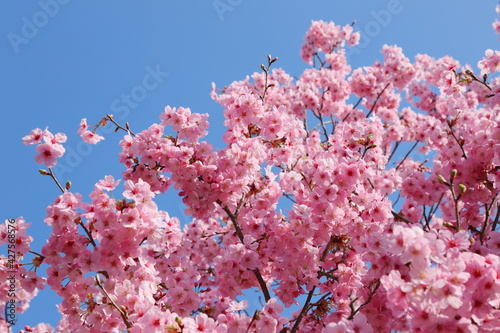 青空に映える満開の陽光桜