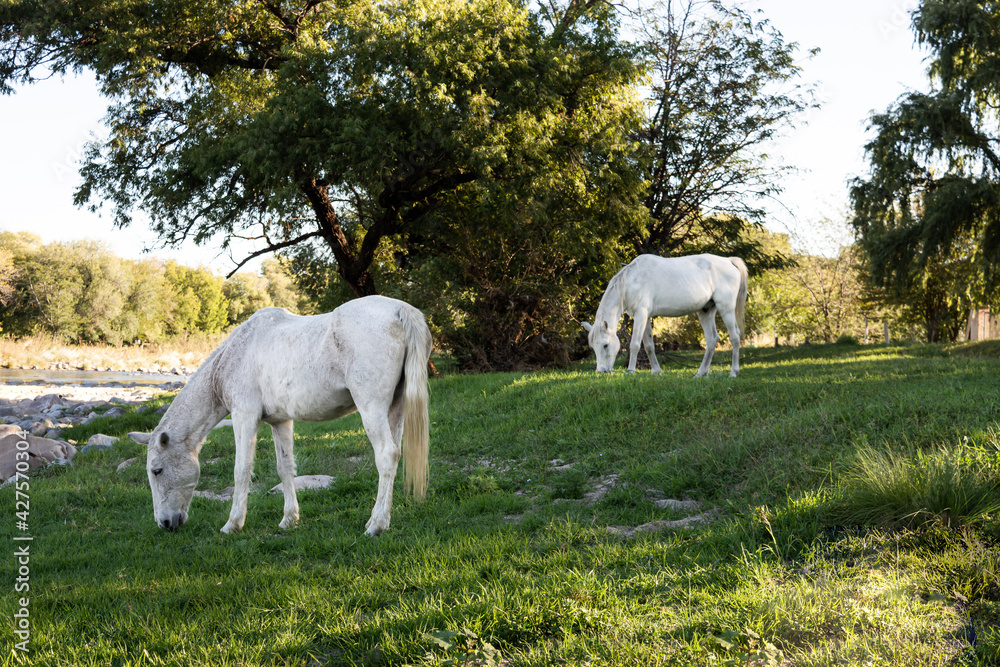 Bellos caballos blancos pastando en el campo cerca de la laguna