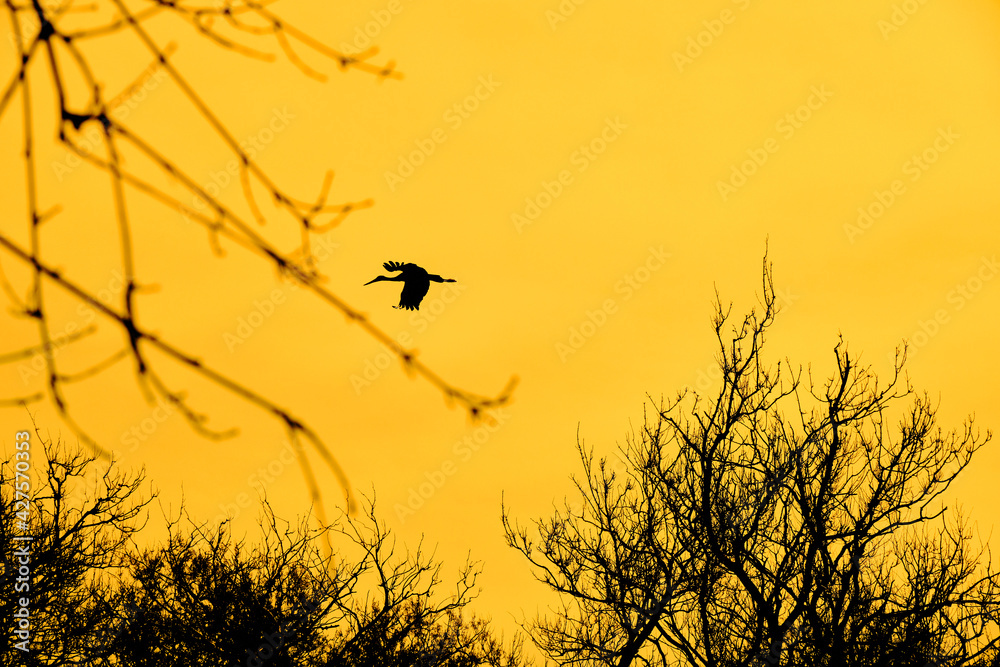 Obraz premium Huge bird of stork or pelican on sky behind the dried and withered trees background with yellow tones sky in Karacabey floodplain.