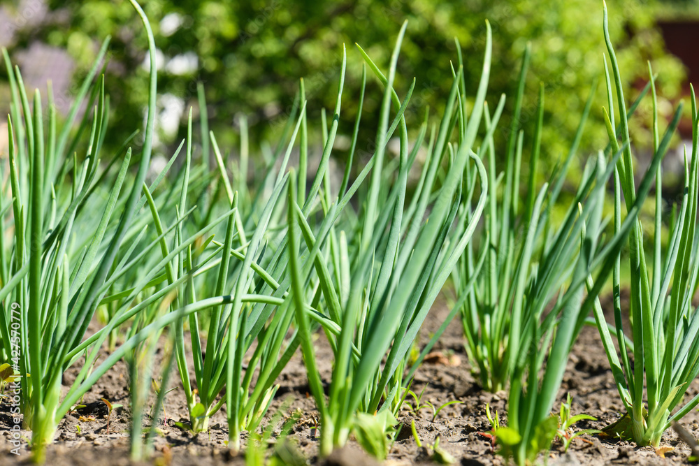 Green onions in the garden in the spring. Nature background Green onions in the garden in the spring. Nature background