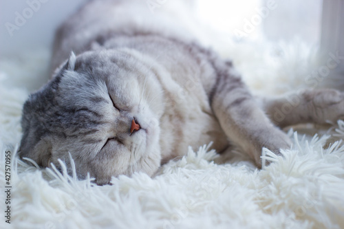 Beautiful gray thoroughbred fold-cheeked cat lies asleep, resting on a plaid near the window. 