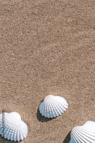 Shells pattern. Seashells, starfishes on sand ocean beach background. Exotic beach with copy space.