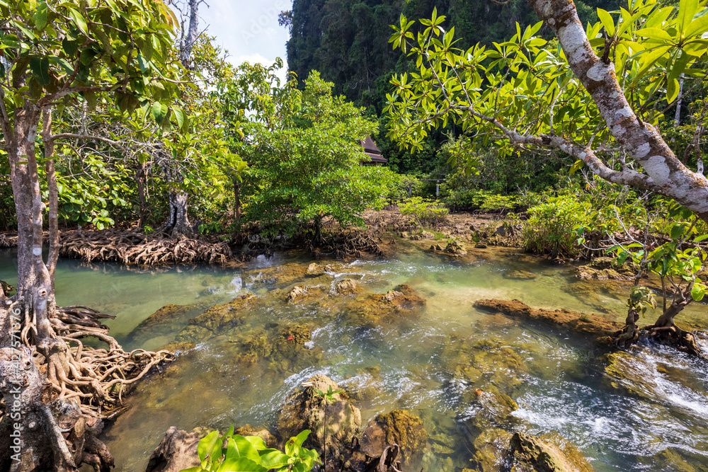 Fototapeta premium Tha Pom Klong Song Nam mangrove walk in Krabi, Thailand