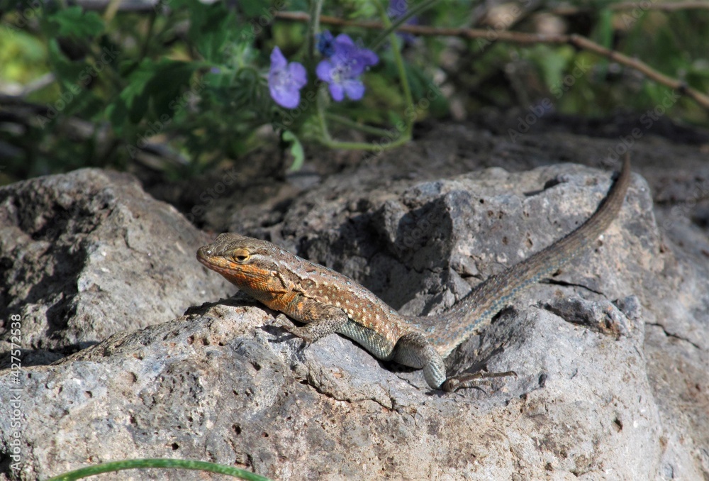 Side-blotched Lizard (Uta stansburiana) on rock at Bartlett Lake, Arizona. Side-blotched Lizard (Uta stansburiana) on rock at Bartlett Lake, Arizona.