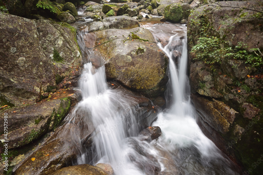 Deep cedar forest of Yakushima, Japan Deep cedar forest of Yakushima, Japan