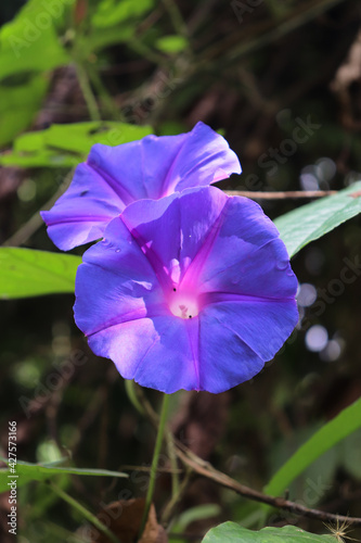 Closeup shot of beautiful Beach Moonflowers (Ipomoea violacea) in shunshine- vertical shot photo