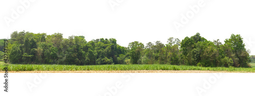  Panorama View of a High definition Treeline isolated on a white background.