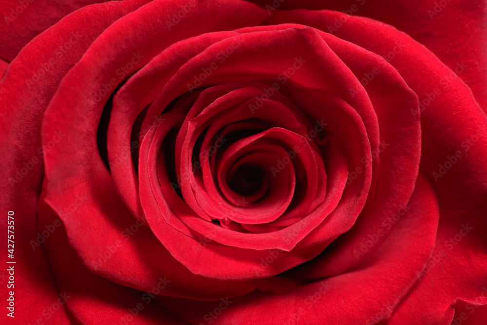 red rose closeup macro red rose closeup macro