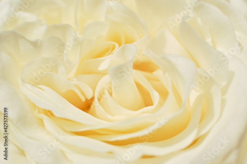 white rose closeup macro