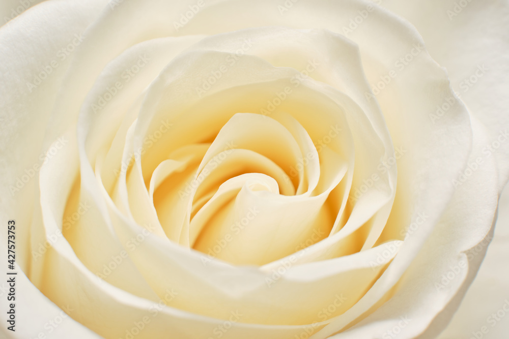 white rose closeup macro