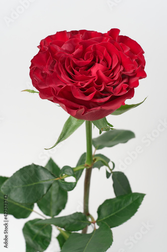 red rose white background