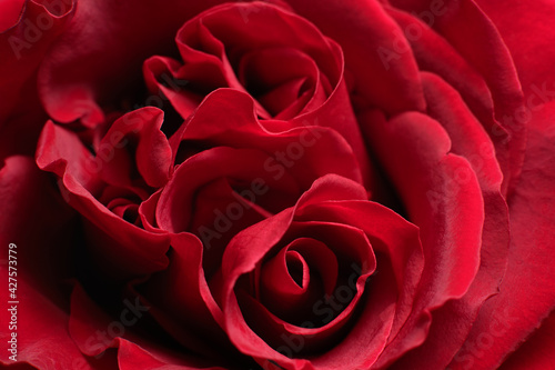 red rose closeup macro