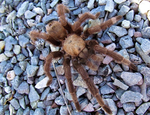 Desert Tarantula (Aphonopelma chalcodes) at Elephant Butte Lake State Park, New Mexico photo