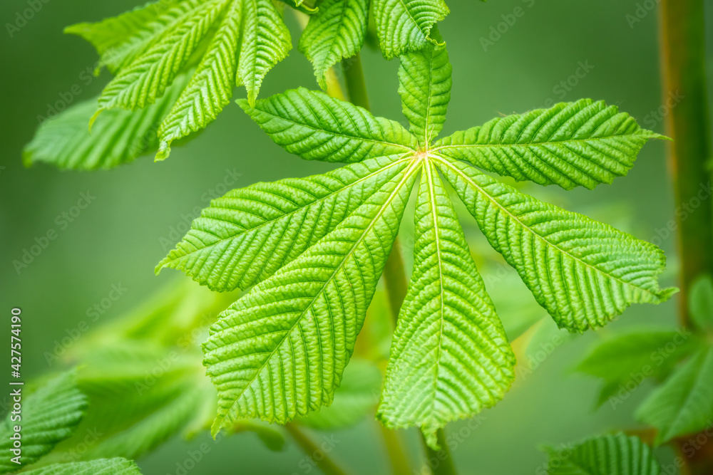 Green Chestnut Leaves in beautiful light. Spring season, spring colors. Green Chestnut Leaves in beautiful light. Spring season, spring colors.