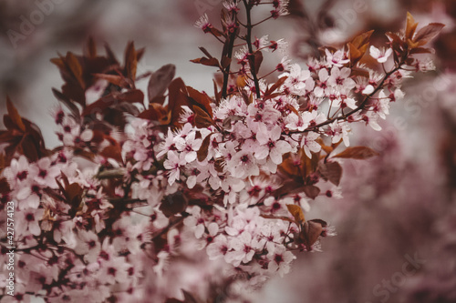 Cherry full bloom beatyful photo