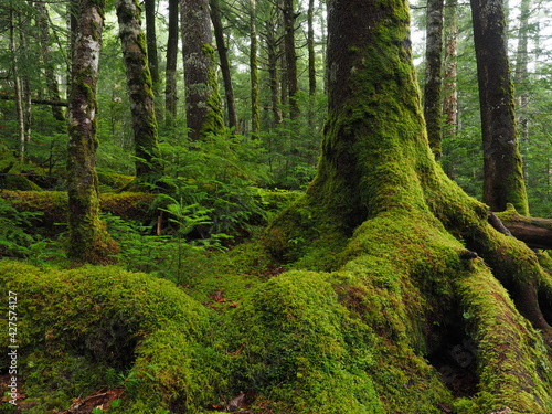 Moss covered trees in green forest © makoto photo