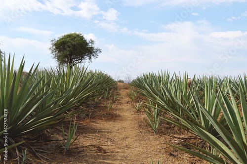 Plantas de agave, pasillo en la tequilera