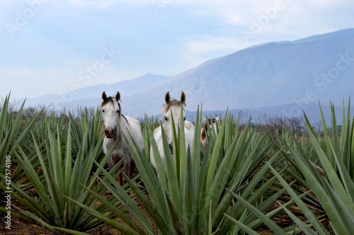 Caballos blancos en tequilera, rodeados de plantas de agave. 